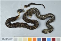 藏品(菊池氏龜殼花)的圖片